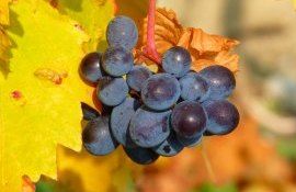 Сергей Тутован: «Осенние работы на виноградниках не завершаются уборкой урожая»