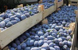 Comerciant din Germania: Am înregistrat vânzări bune cu prune moldovenești, în pofida condițiilor logistice dificile
