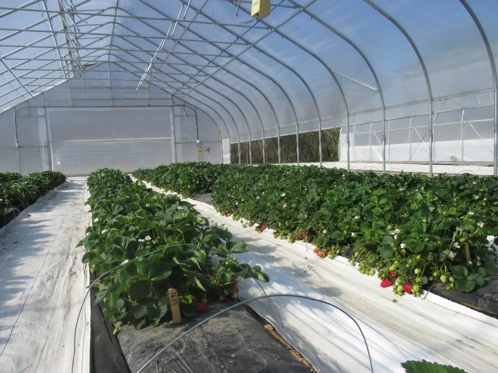 Опыт PlantValley — «выращивать органическую землянику в открытом грунте нецелесообразно»