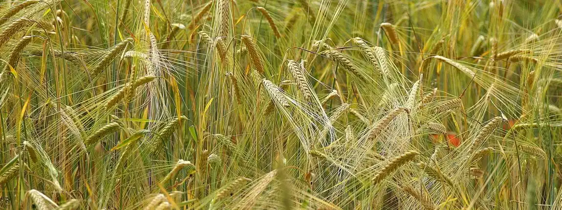 Молдо-Голландская компания Pro-grain organic построила в порту Джурджулешть терминал для перевалки экологического зерна