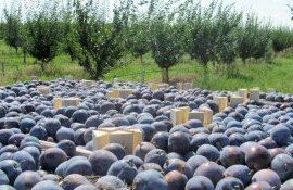 Производители фруктов из Приднестровского региона наладили экспорт продукции в Румынию и Польшу благодаря программе ПРООН