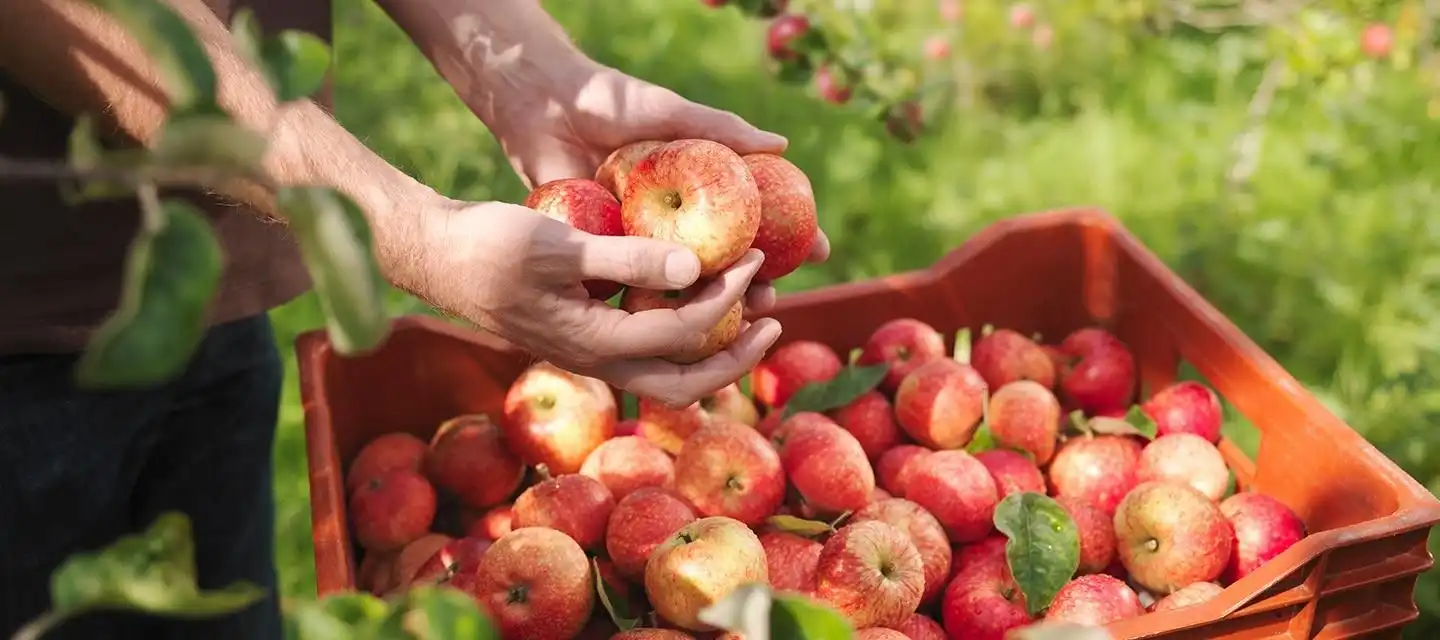 Producătorii agricoli micro, mici și mijlocii vor avea acces facilitat la fondurile de subvenționare