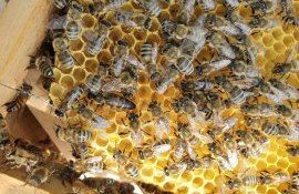 Ion Maxim : ”Alocația unică de 300 de lei din partea statului nu acoperă investițiile apicultorilor”