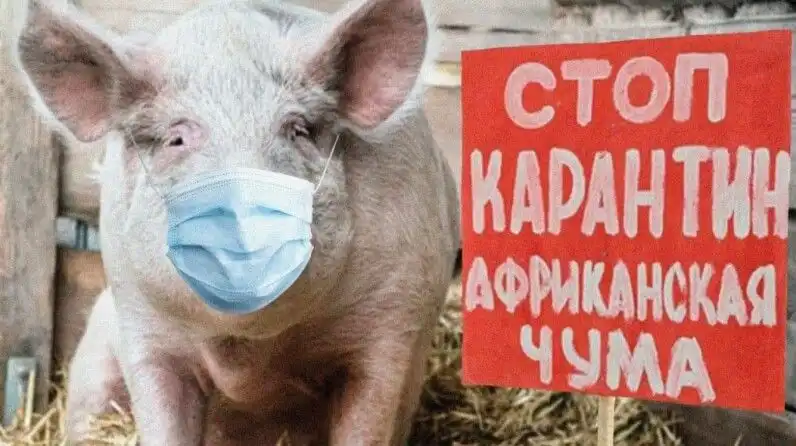 В Бричанском районе зафиксирована вспышка африканской чумы свиней