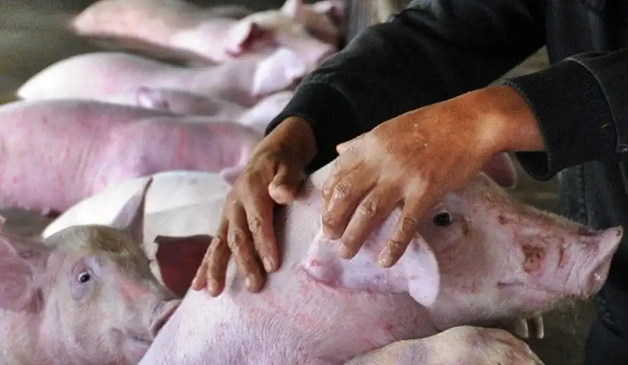 La nordul țării a fost depistat primul caz de pestă porcină