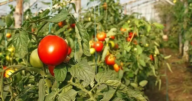 Украина рискует потерять тепличную отрасль — мнение экспертов