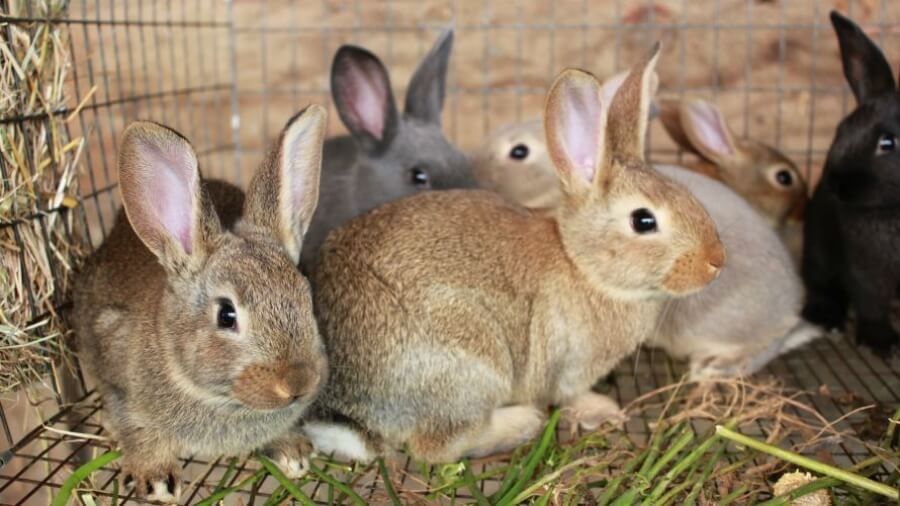 Ce mănâncă iepurii: cele mai bune legume și furaje - agroexpert.md