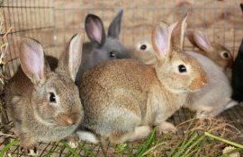 Ce mănâncă iepurii: cele mai bune legume și furaje - agroexpert.md