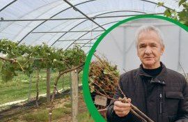Георге Габерь: «В теплицах стоит выращивать только столовый виноград особо ценных сортов»