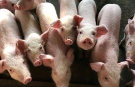 Ce mănâncă porcii și cât – este o întrebare pe care cei mai mulți crescători de suine și-o adresează - agroexpert.md