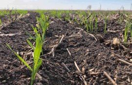 Ион Скутару: «В 2022 году на посевах озимой пшеницы потребуются две обработки регуляторами роста»