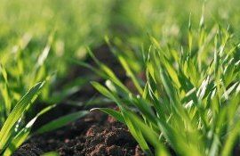 выращивание озимой пшеницы