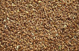 цена на пшеницу россия