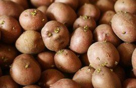 цена на семенной картофель