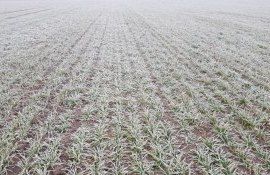 состояние озимых культур