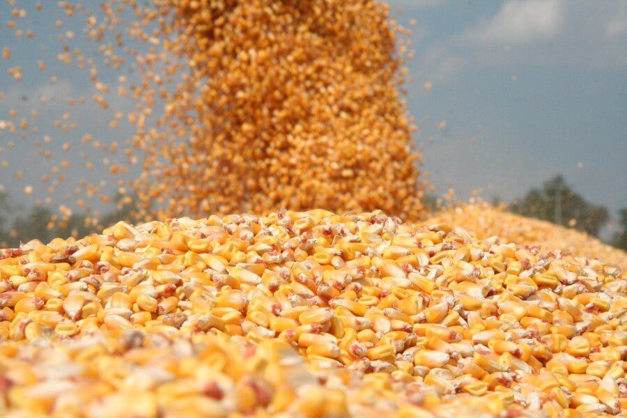 цена на зерно украина