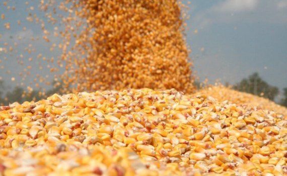 цена на зерно украина