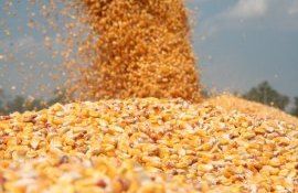 цена на зерно украина