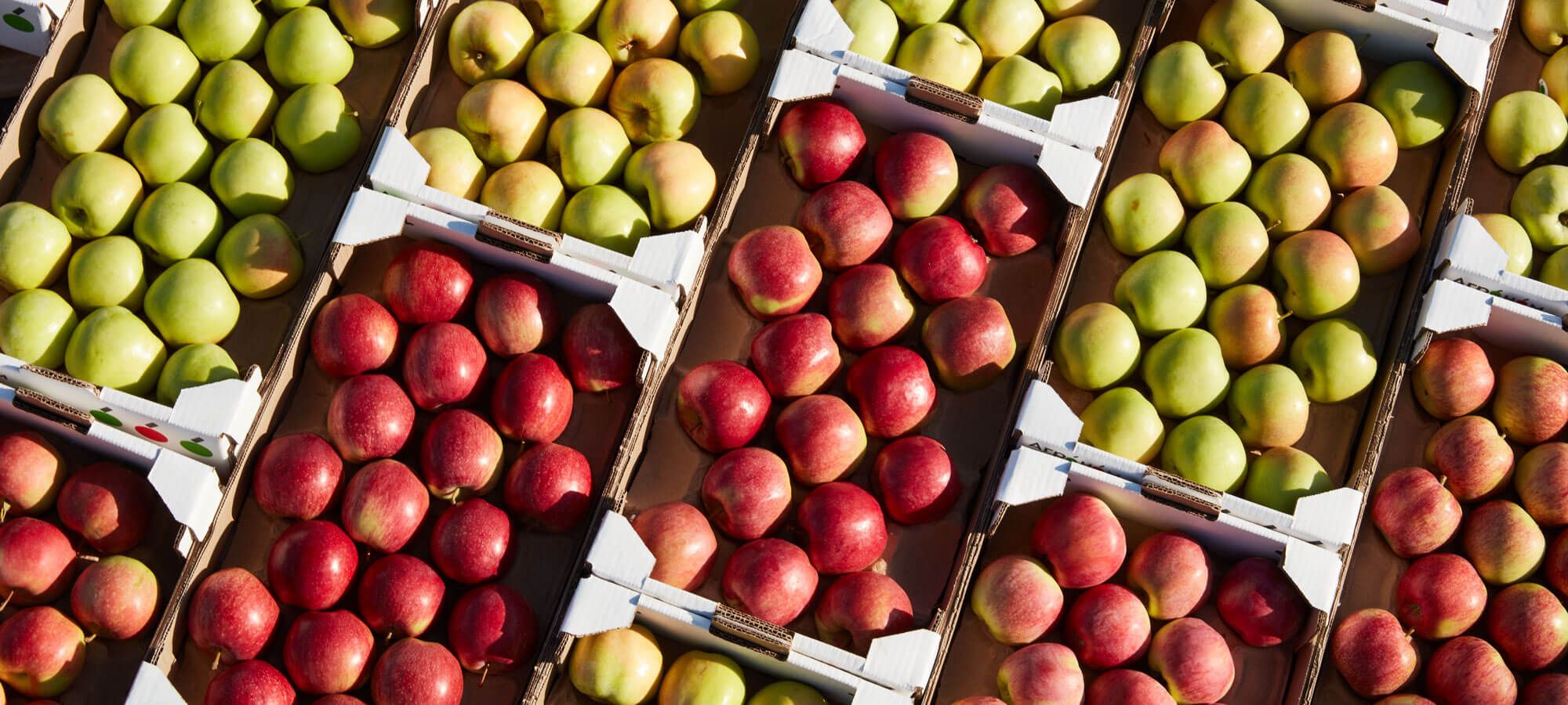 экспорт яблок молдова