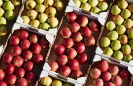 экспорт яблок молдова