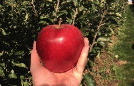 яблоки Приднестровье