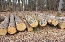 Plantarea copacilor - AgroExpert.md