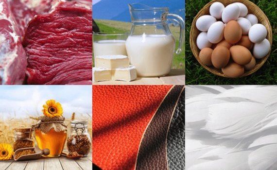 export produse animaliere moldova - AgroExpert.md