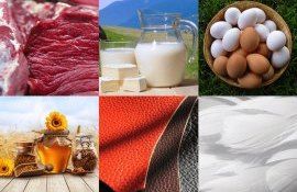 export produse animaliere moldova - AgroExpert.md