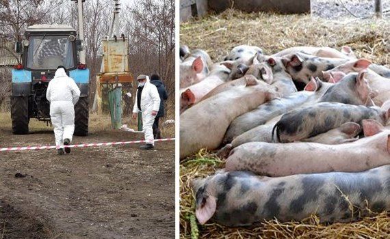 pesta porcina moldova - AgroExpert.md
