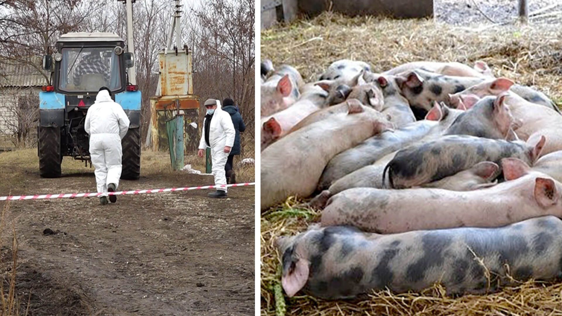 pesta porcina moldova - AgroExpert.md