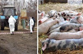 pesta porcina moldova - AgroExpert.md