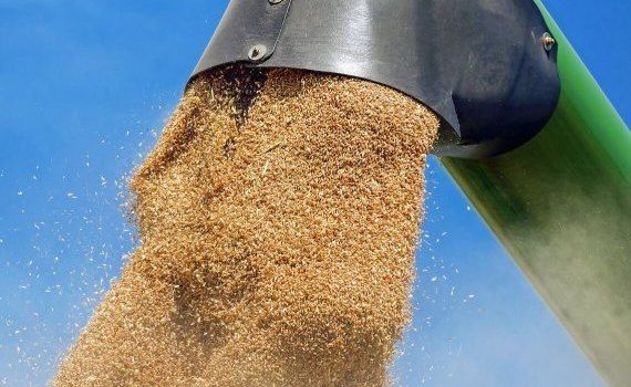 цена на пшеницу Украина - AgroExpert.md
