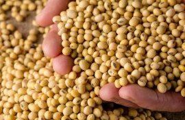 цена на сою - AgroExpert.md