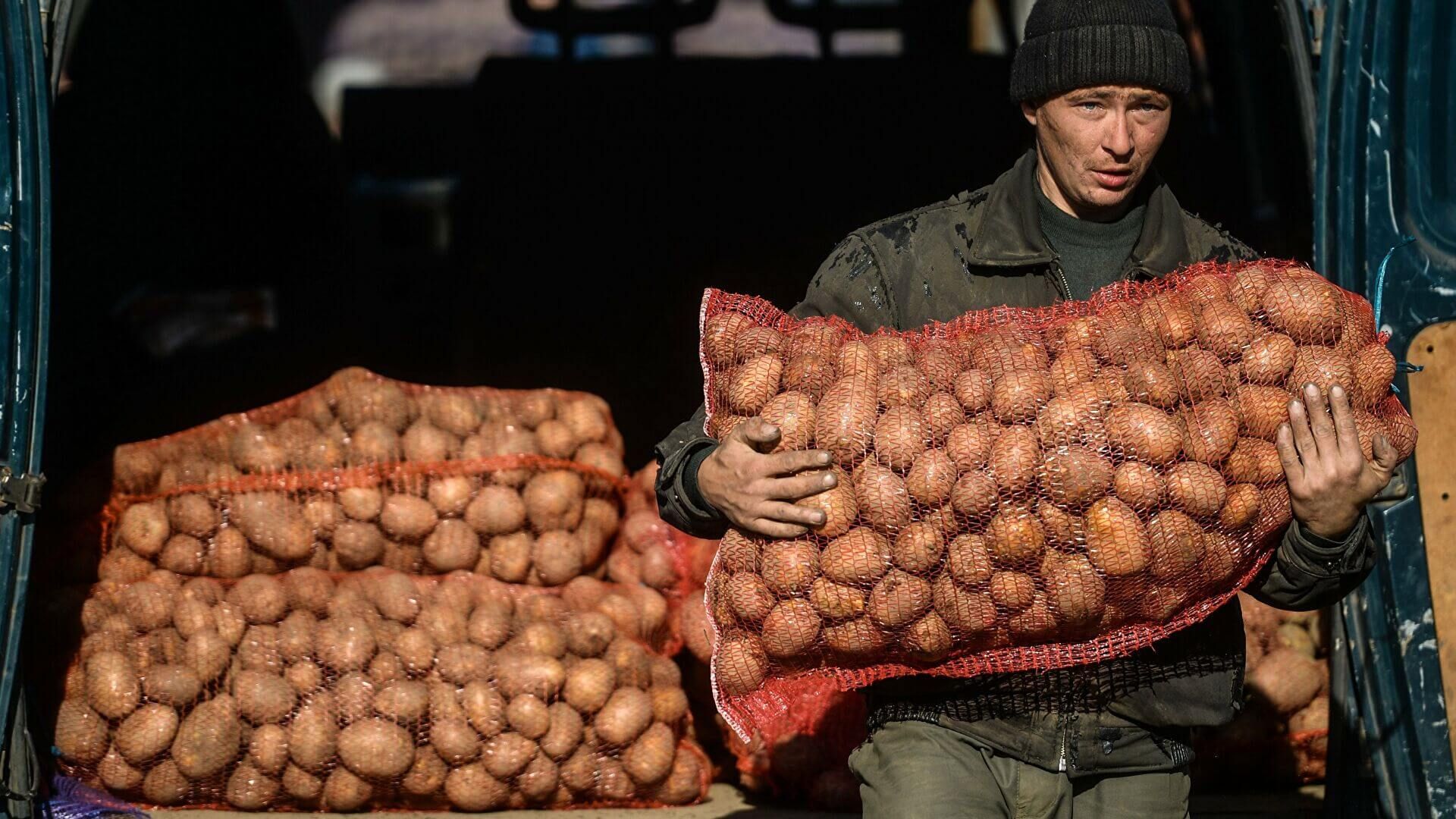 Цена на картофель в молдове -  AgroExpert.md
