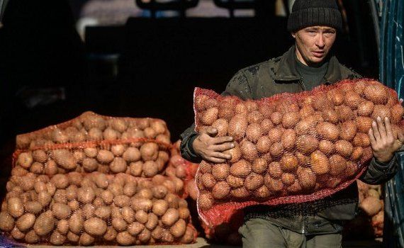 Цена на картофель в молдове -  AgroExpert.md