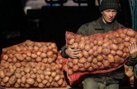 Цена на картофель в молдове -  AgroExpert.md