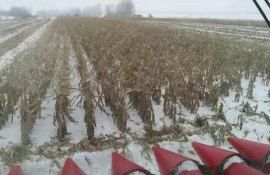 уборка кукурузы зимой - AgroExpert.md