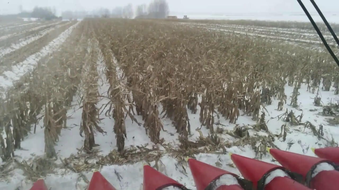 уборка кукурузы зимой - AgroExpert.md