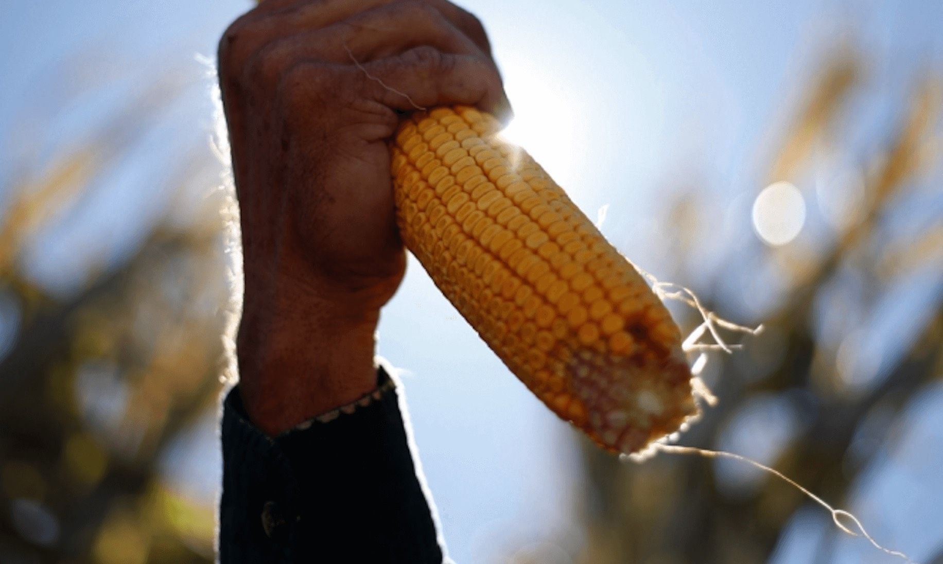 Кукуруза сбор урожая. Огромный початок кукурузы. Початок кукурузы в руке. Мужик с кукурузой. Человек кукурузный початок.