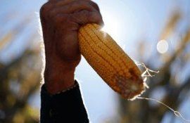 Цена на кукурузу в 2022 году - AgroExpert.md
