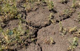 Seceta 2022 - AgroExpert.md