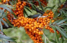 выращивание облепихи Молдова - AgroExpert.md