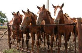 Выращивание лошадей в Молдове - AgroExpert.md