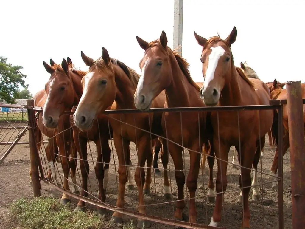 Выращивание лошадей в Молдове - AgroExpert.md