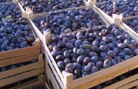Экспорт сливы из Молдовы - AgroExpert.md