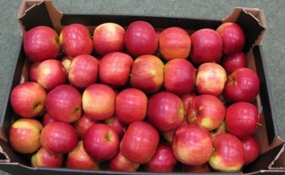 Цена на яблоки айдаред - AgroExpert.md