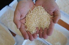 цена на аммиачную селитру кас в украине - AgroExpert.md