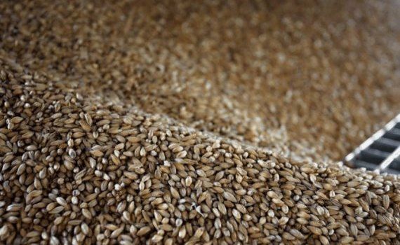 Цена на пшеницу в России - AgroExpert.md