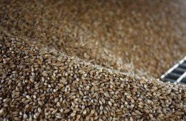 Цена на пшеницу в России - AgroExpert.md