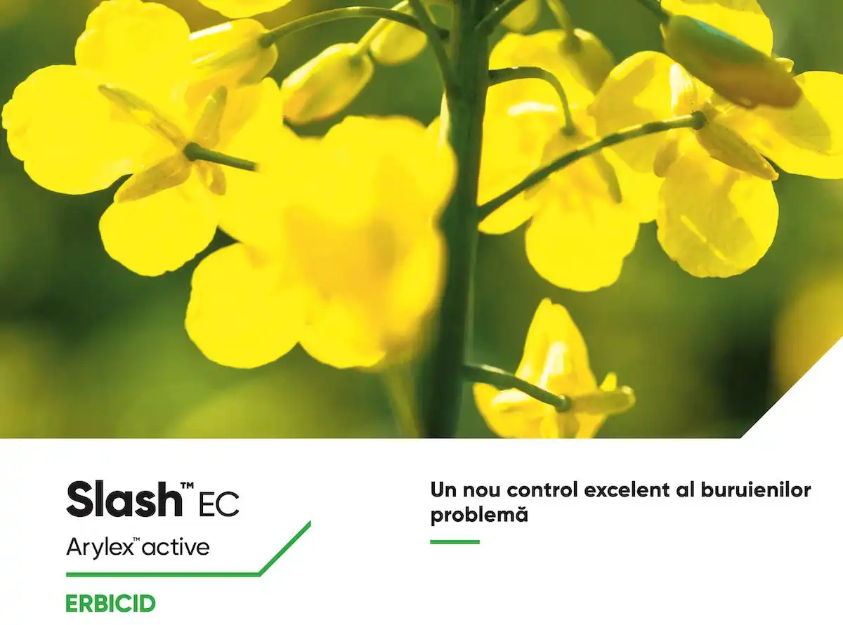 SLASH™ EC – Erbicidul nr. 1 pentru controlul din primăvară al buruienilor din cultura de rapiță